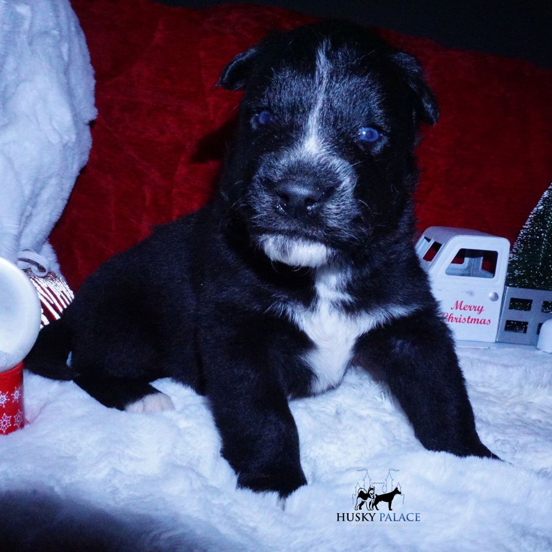 Black Husky Puppy for sale Black Husky Puppy