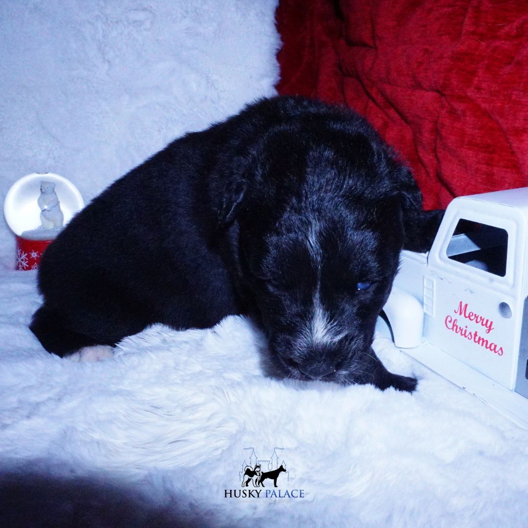 Black Husky Puppy, lambo Black Husky Puppy