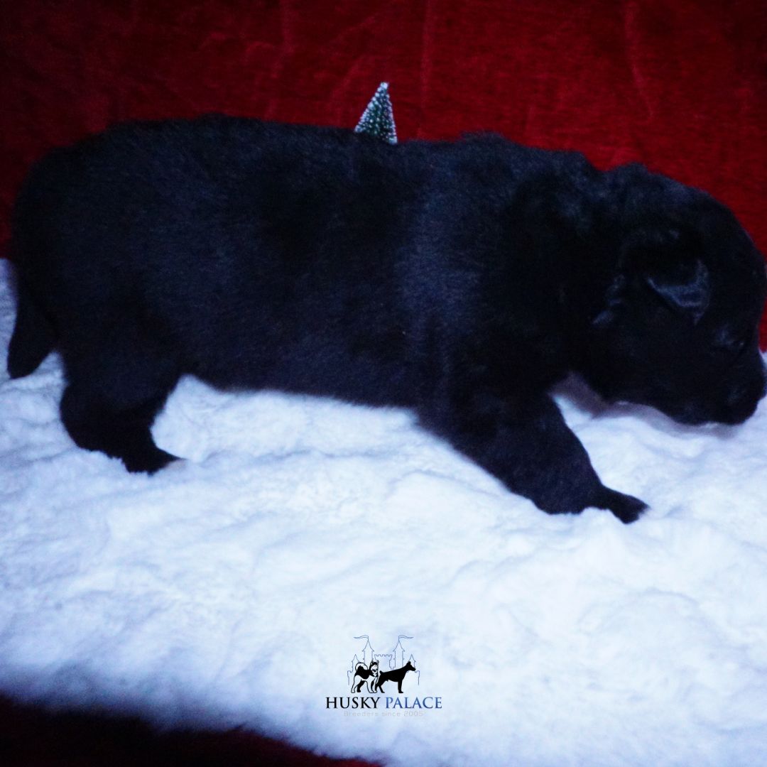 Black Husky Puppy – lambo Black Husky Puppy
