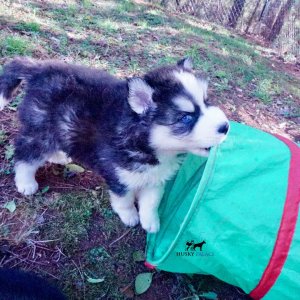Black/white Husky