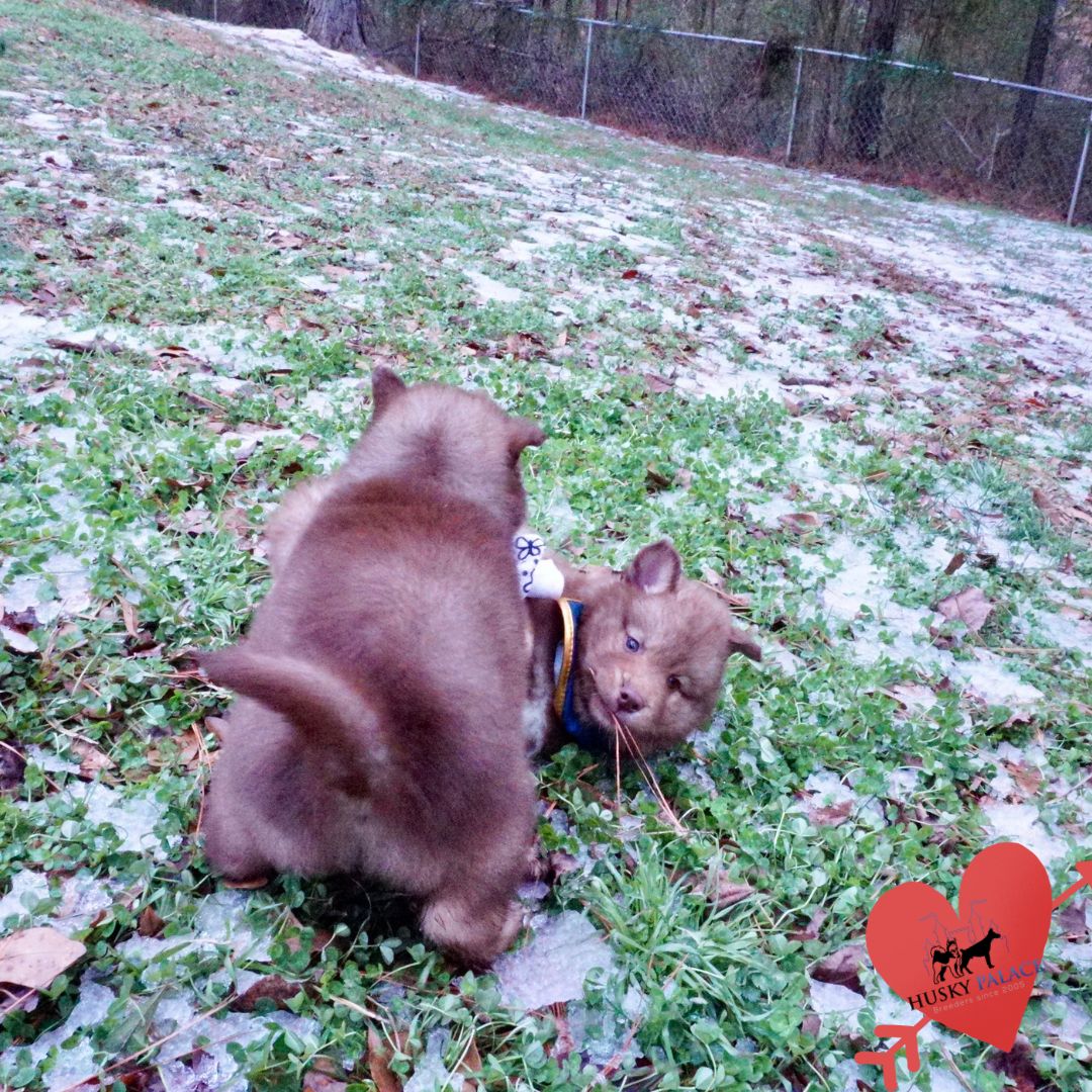 Huskies for sale anderson Huskies for sale