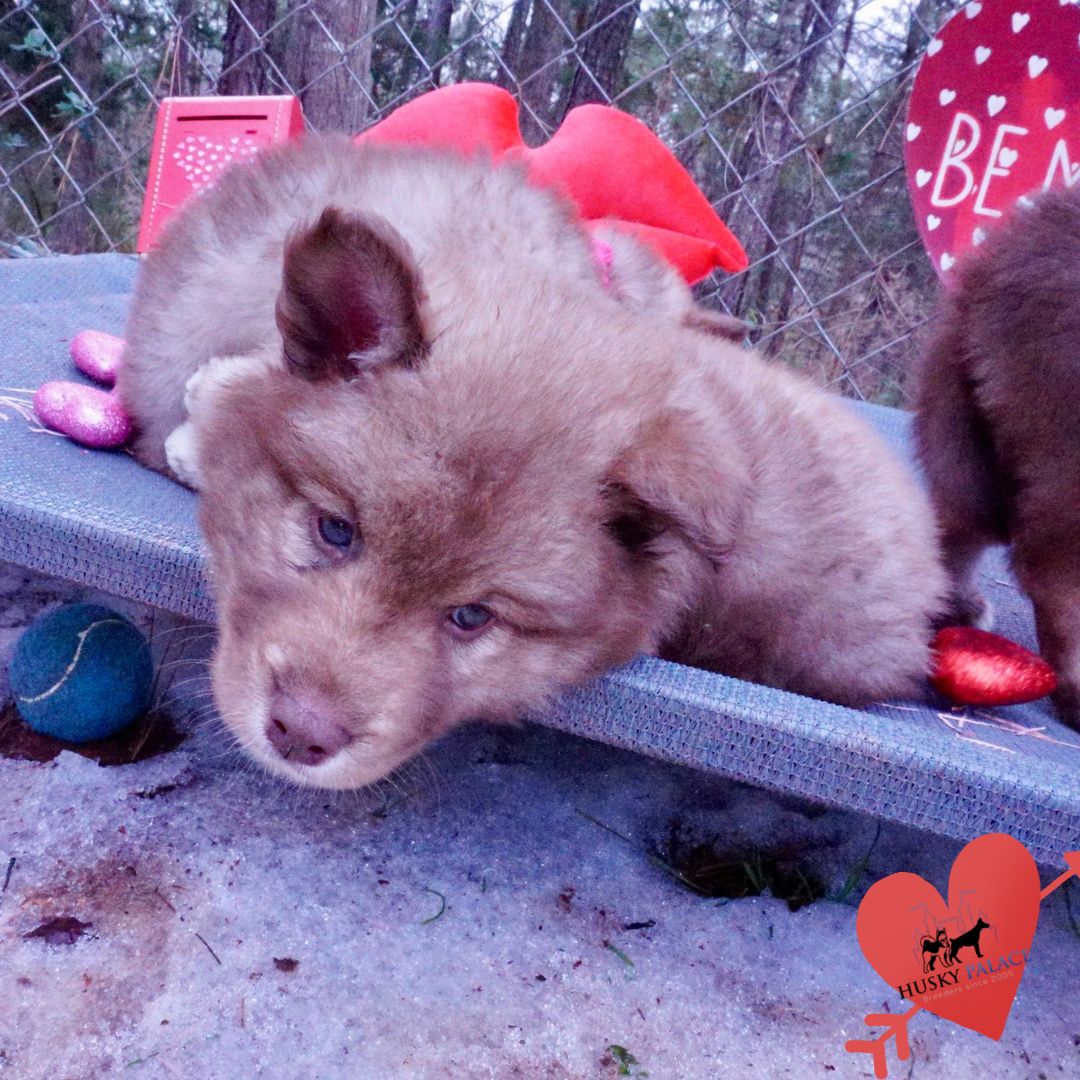 Huskies for sale clemson Huskies for sale