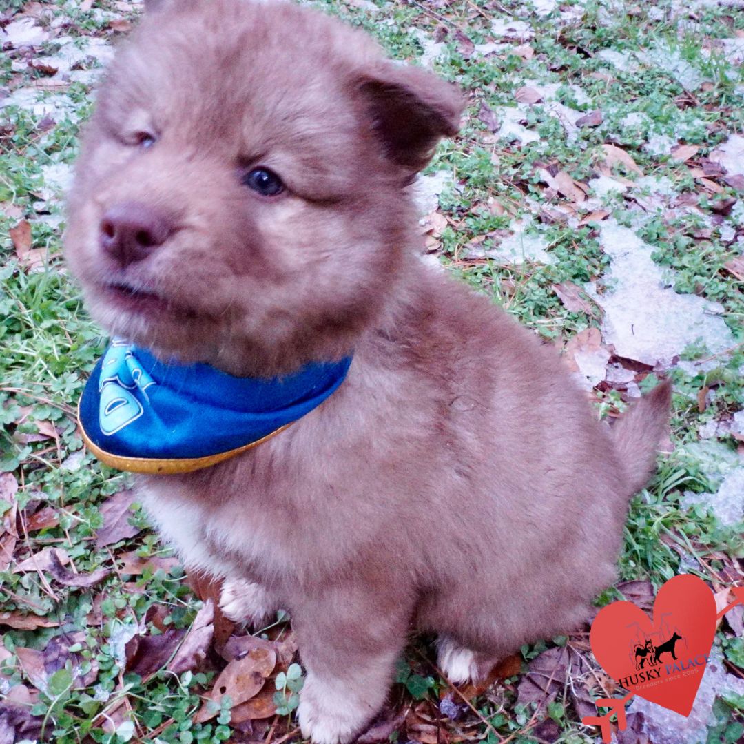 Huskies for sale columbia Huskies for sale