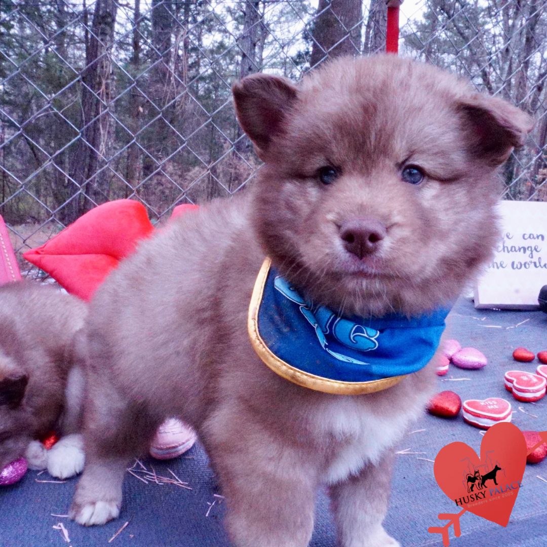 Huskies for sale greenville Huskies for sale