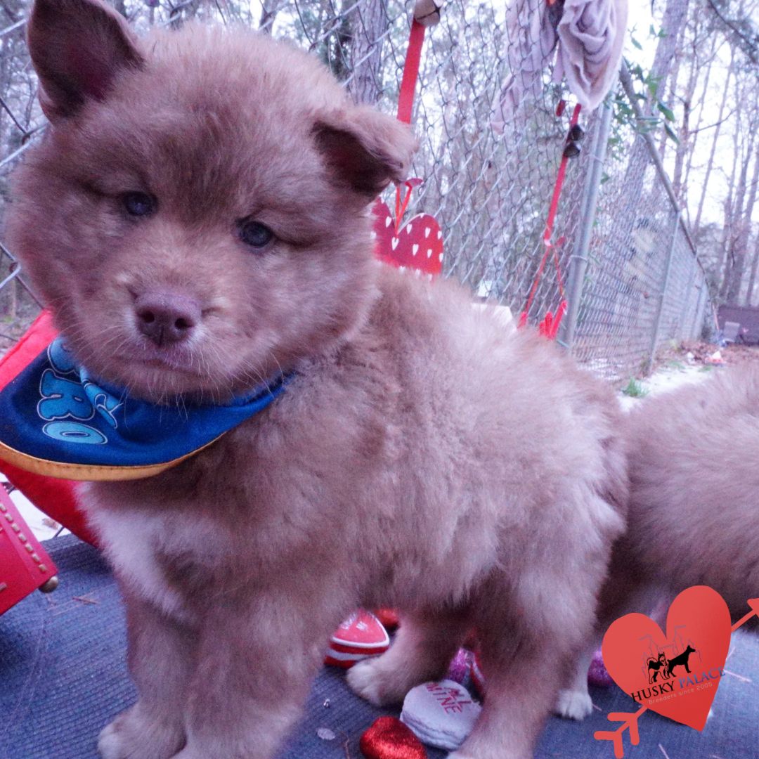 Huskies for sale seneca Huskies for sale