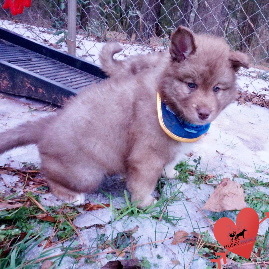 Huskies for sale st. matthews Huskies for sale