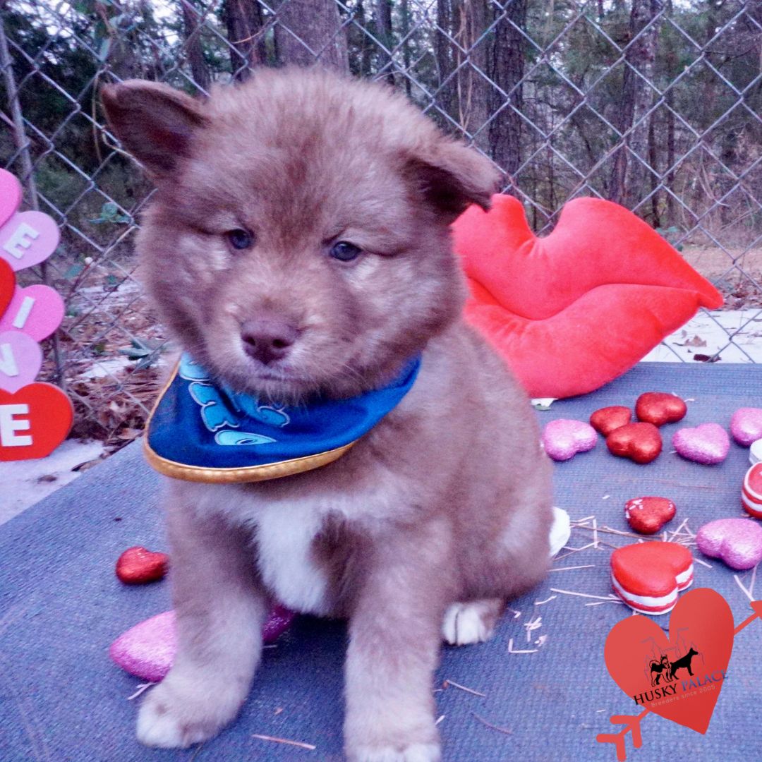 Huskies for sale taylors Huskies for sale