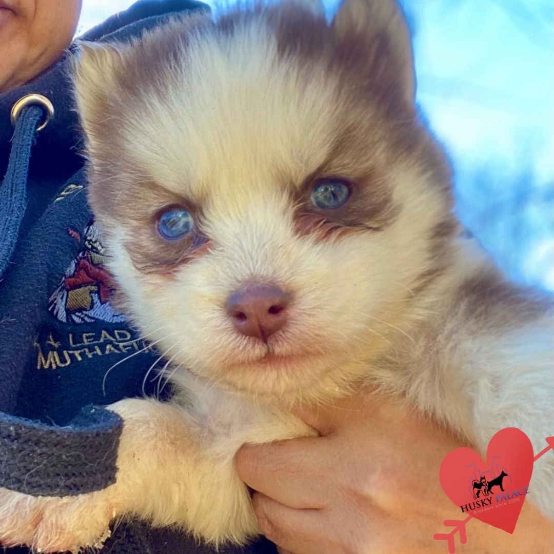 Husky Breeders dee Husky Breeders