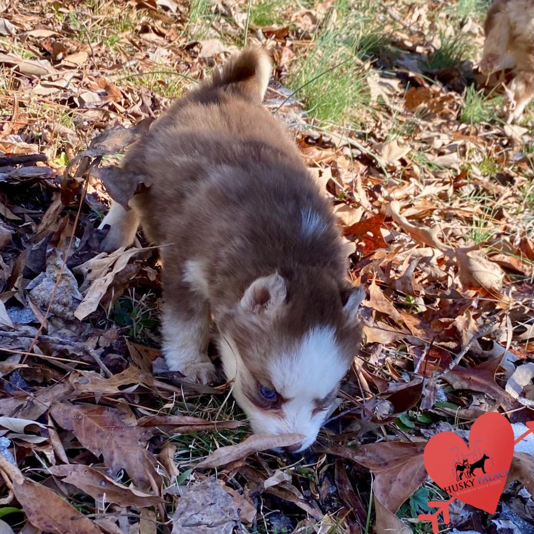Husky Breeders, dee Husky Breeders