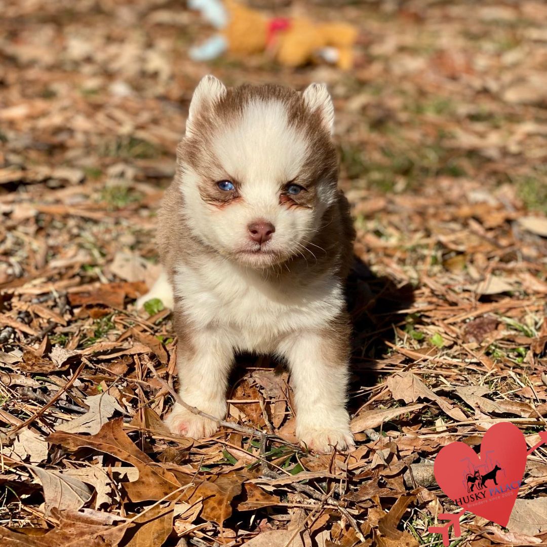 Husky Breeders – dee Husky Breeders