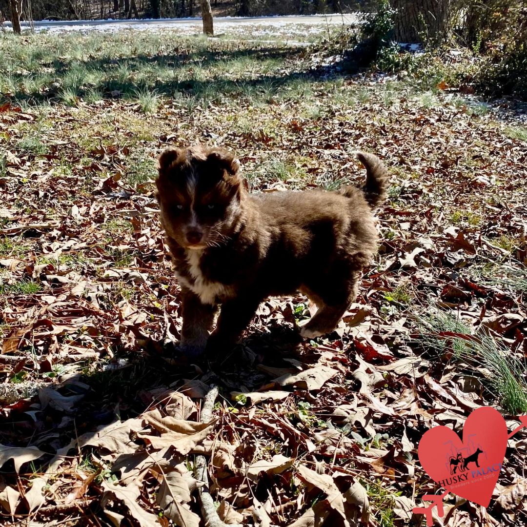 Plush Coat Husky – kelsey Plush Coat Husky