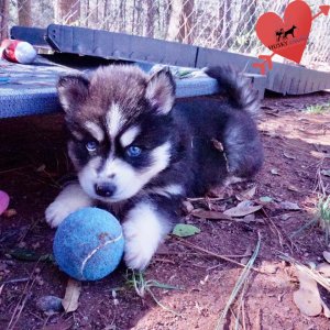 Reputable Husky Breeders