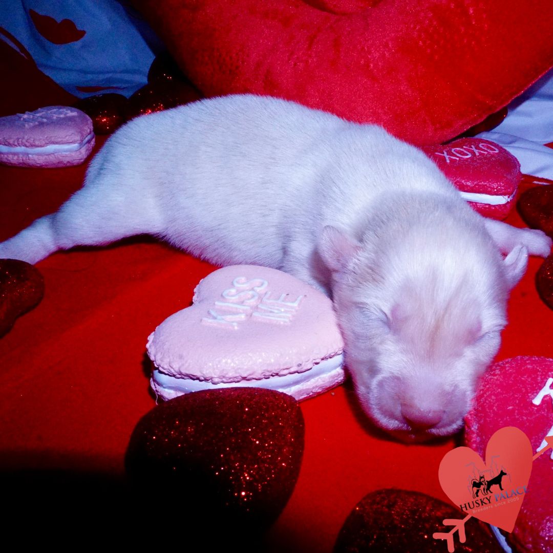 Siberian Husky Puppies For Sale