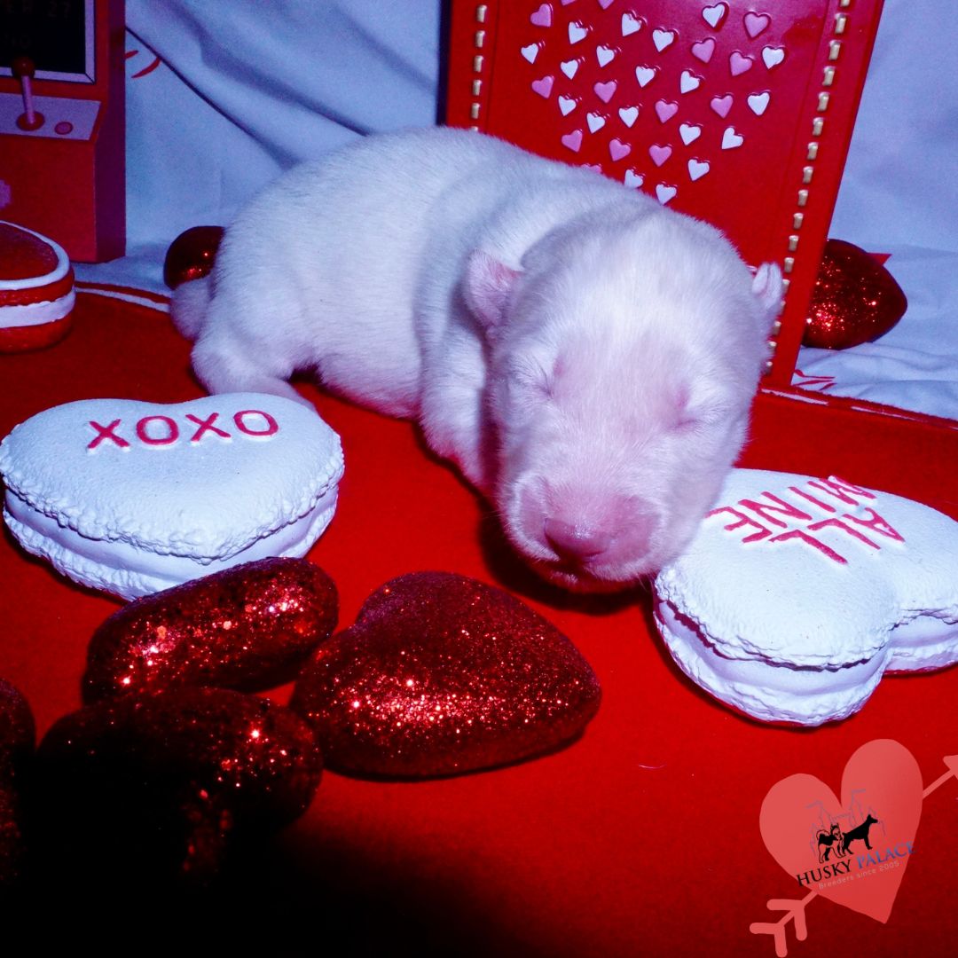 Siberian Husky Puppies For Sale