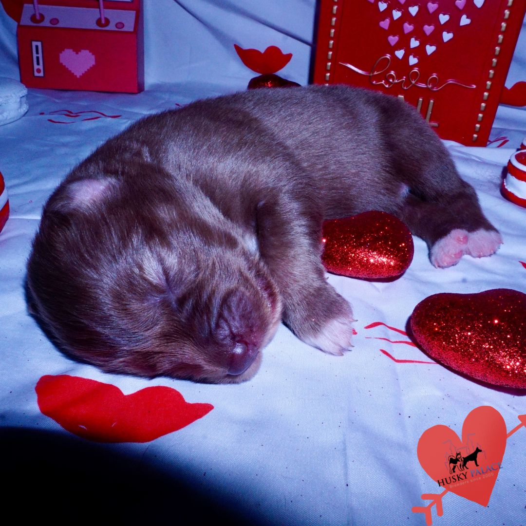 Siberian Husky Puppies For Sale