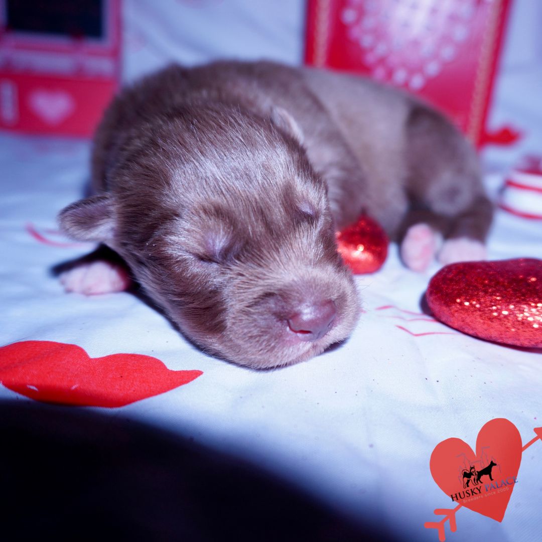 Siberian Husky Puppies For Sale