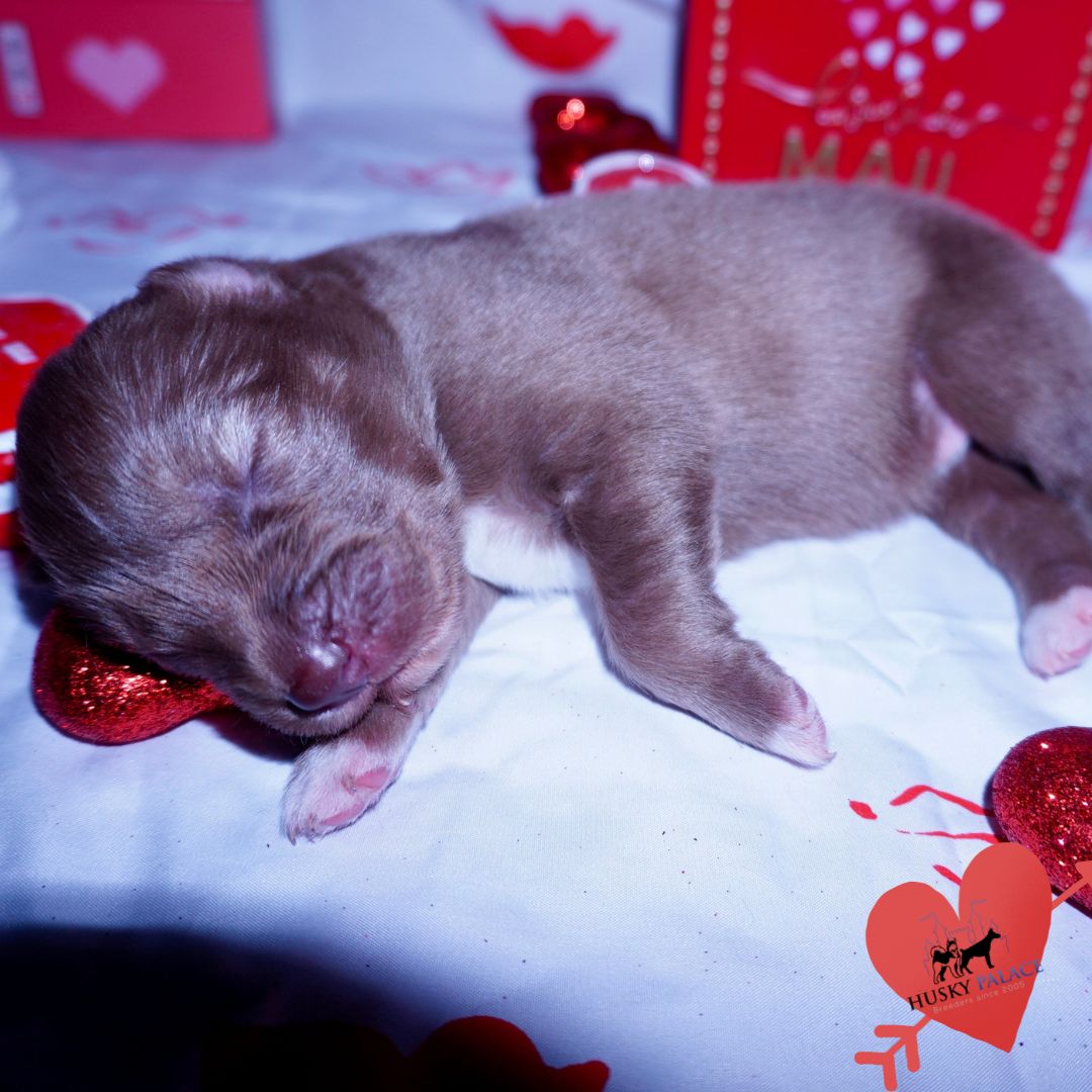 Siberian Husky Puppies For Sale