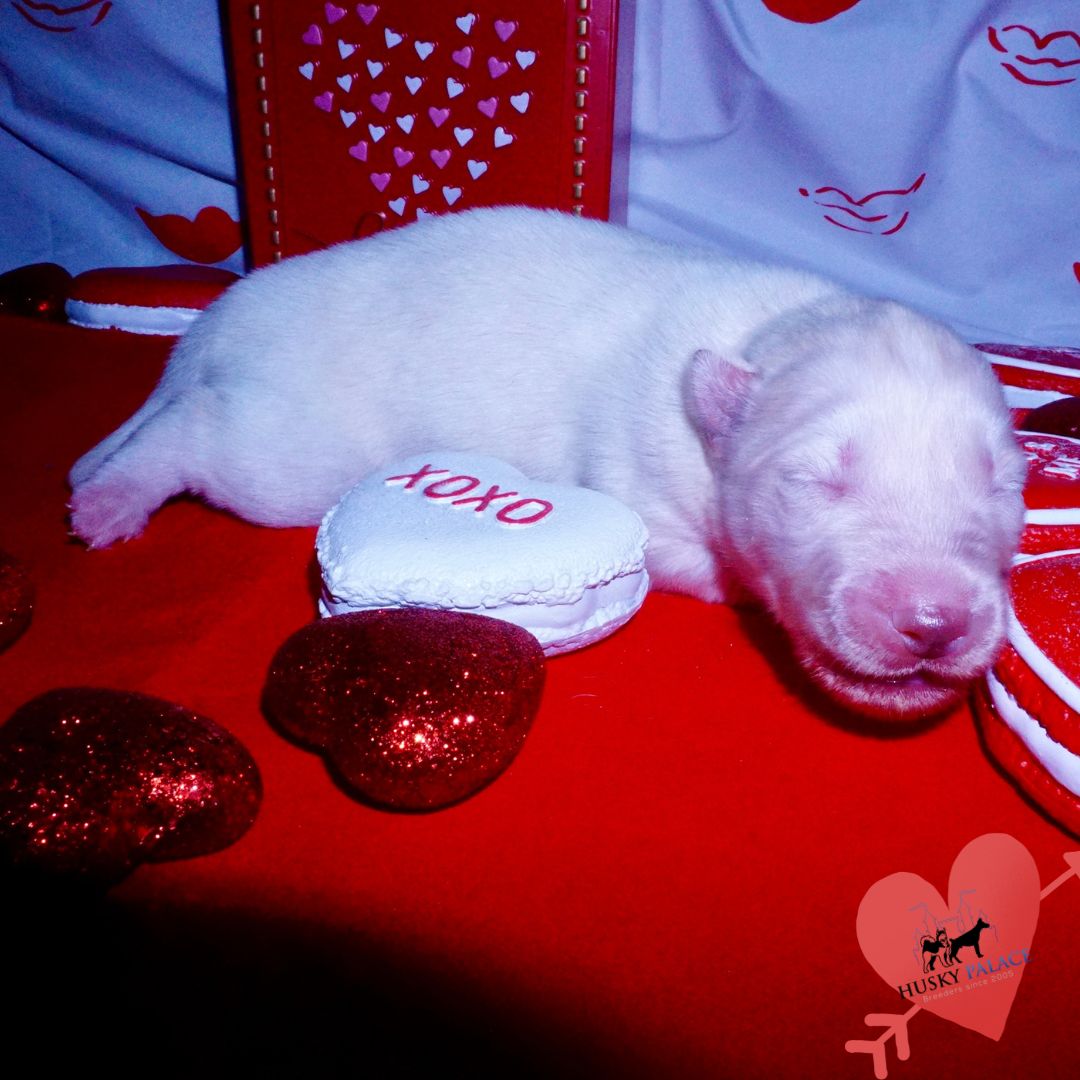 Siberian Husky Puppies For Sale