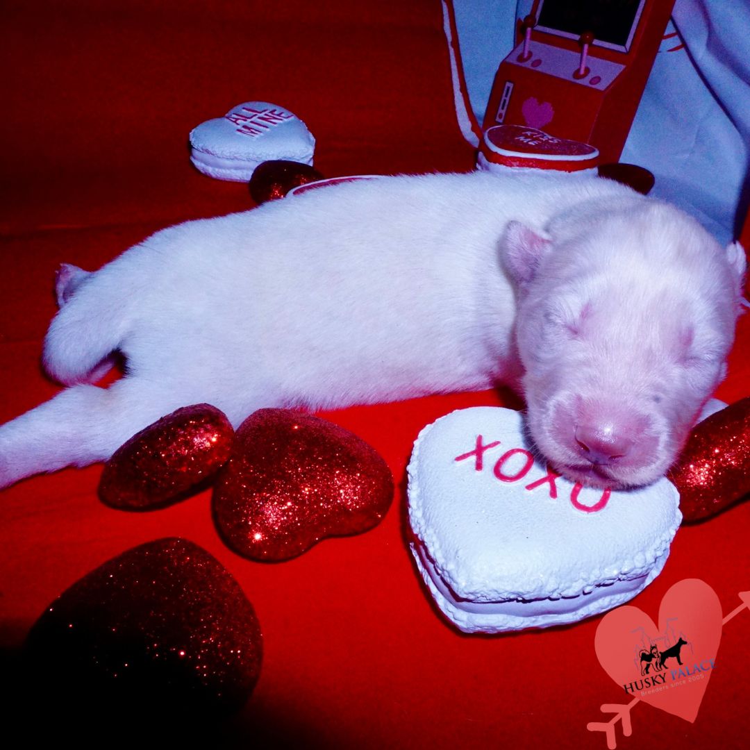 Siberian Husky Puppies For Sale