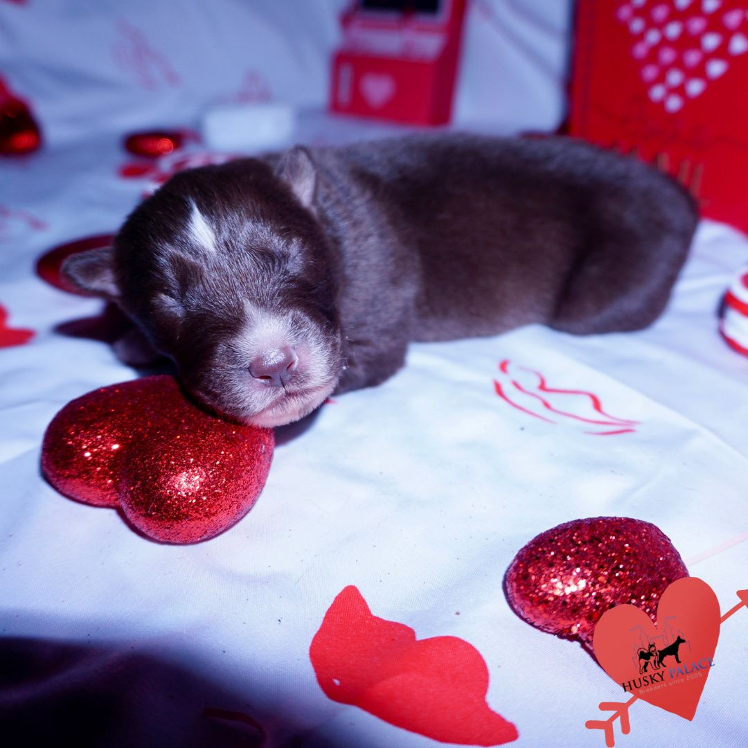 Siberian Husky Puppies For Sale