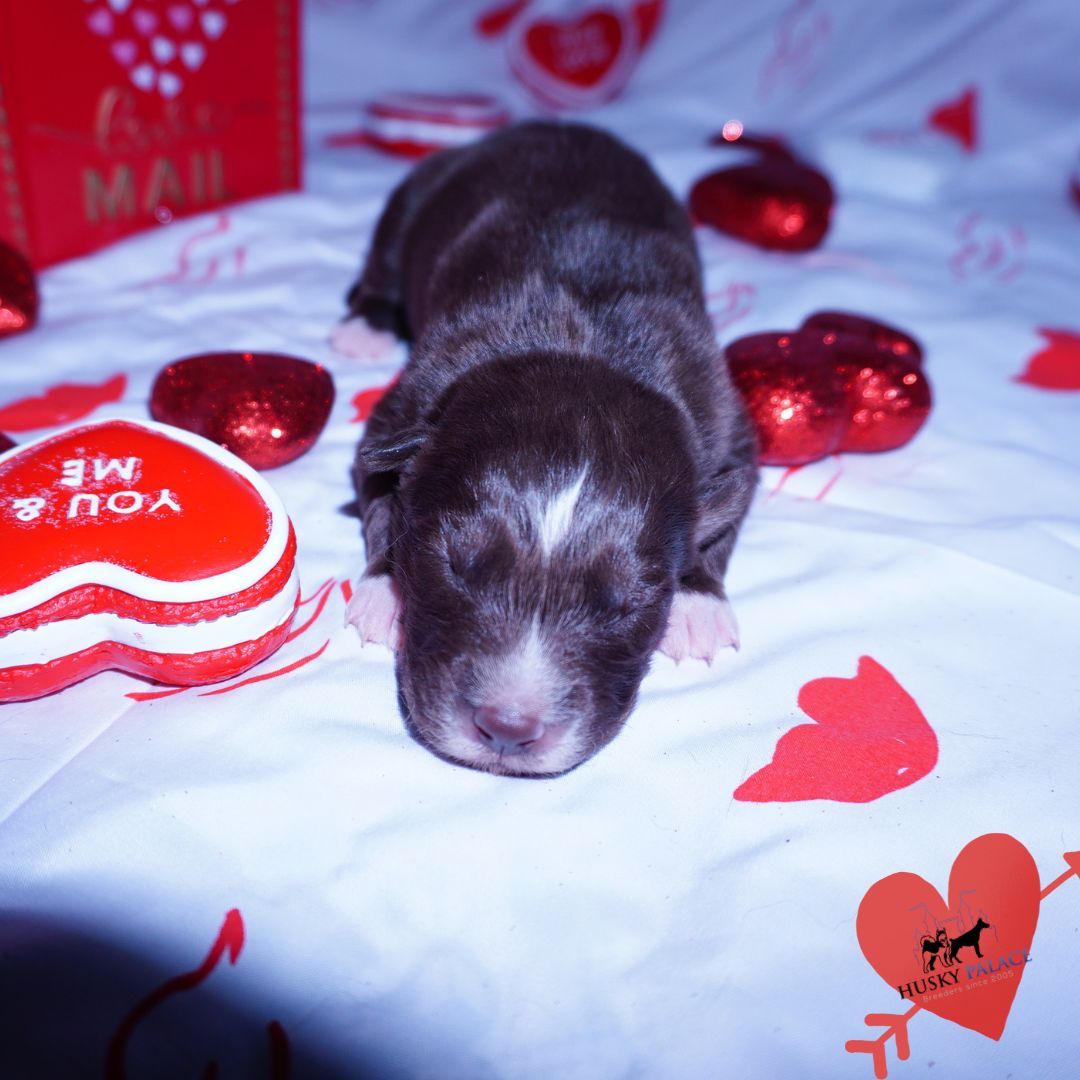 Siberian Husky Puppies For Sale