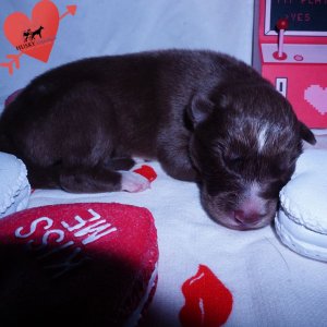 Siberian Husky Puppies For Sale