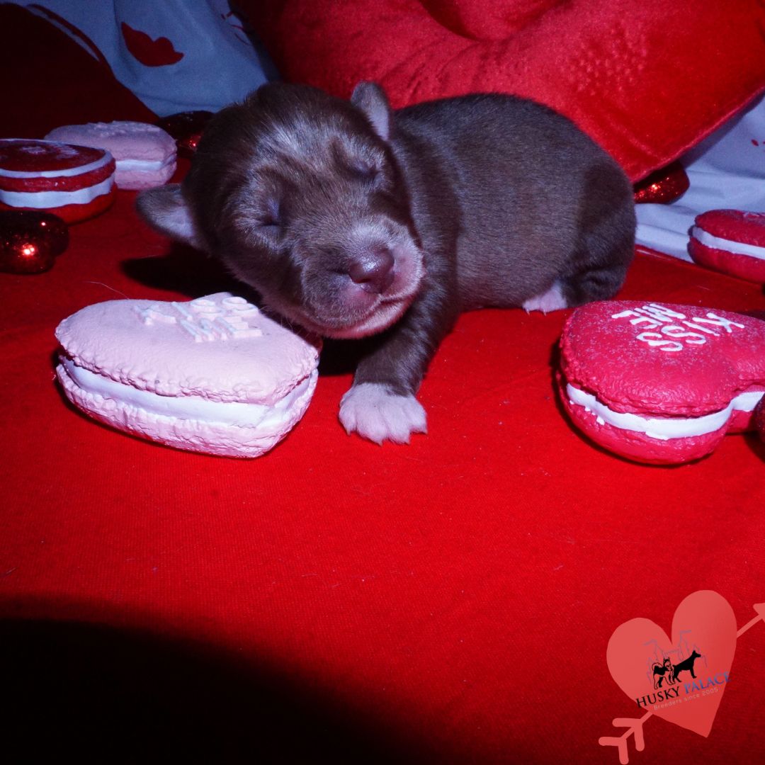 Siberian Husky Puppies For Sale