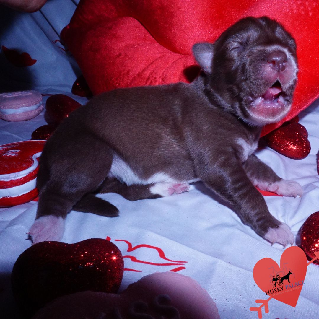 Siberian Husky Puppies For Sale