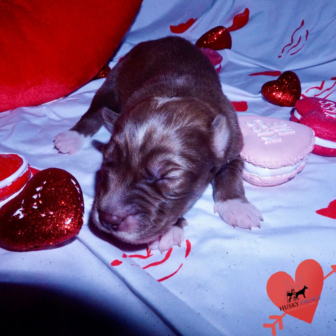 Siberian Husky Puppies For Sale