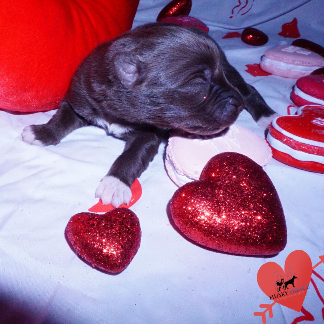 Siberian Husky Puppies For Sale