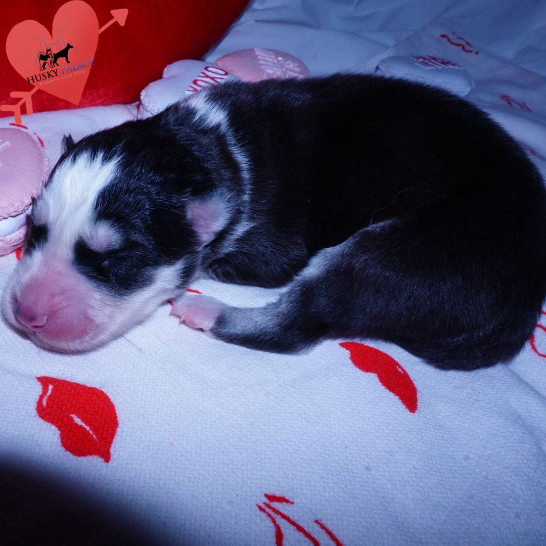 Siberian Husky Puppies For Sale, tsireya Siberian Husky Puppies For Sale