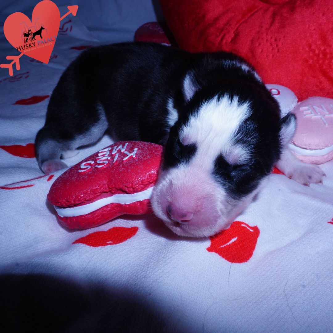 Siberian Husky Puppies For Sale tsireya Siberian Husky Puppies For Sale