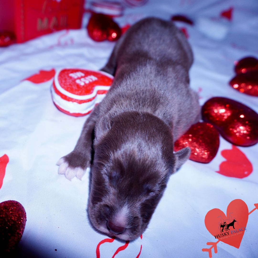 Siberian Husky Puppies For Sale