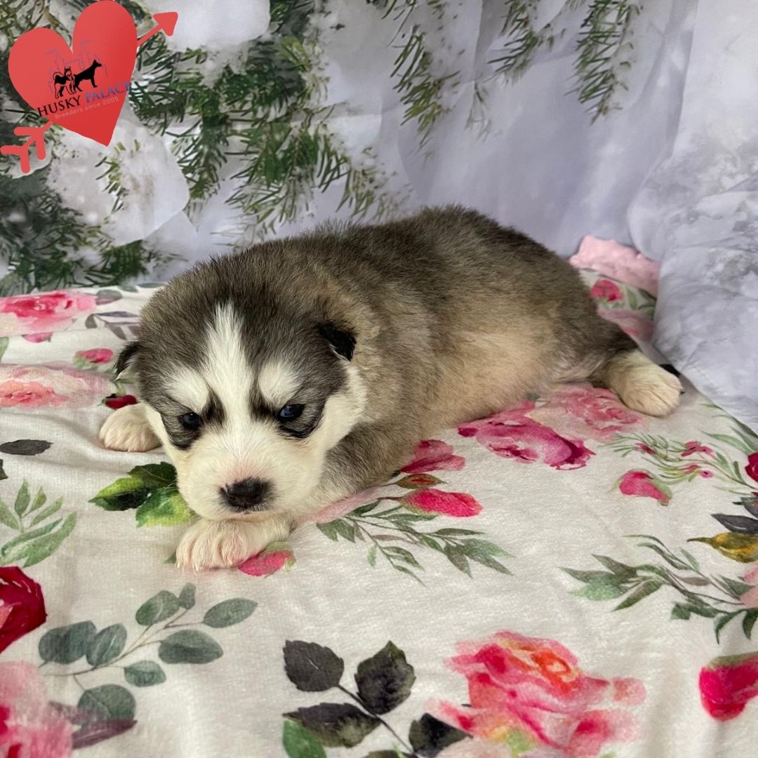 Siberian Husky Puppies In NC