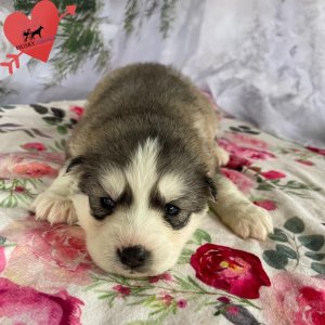 Siberian Husky Puppies In NC