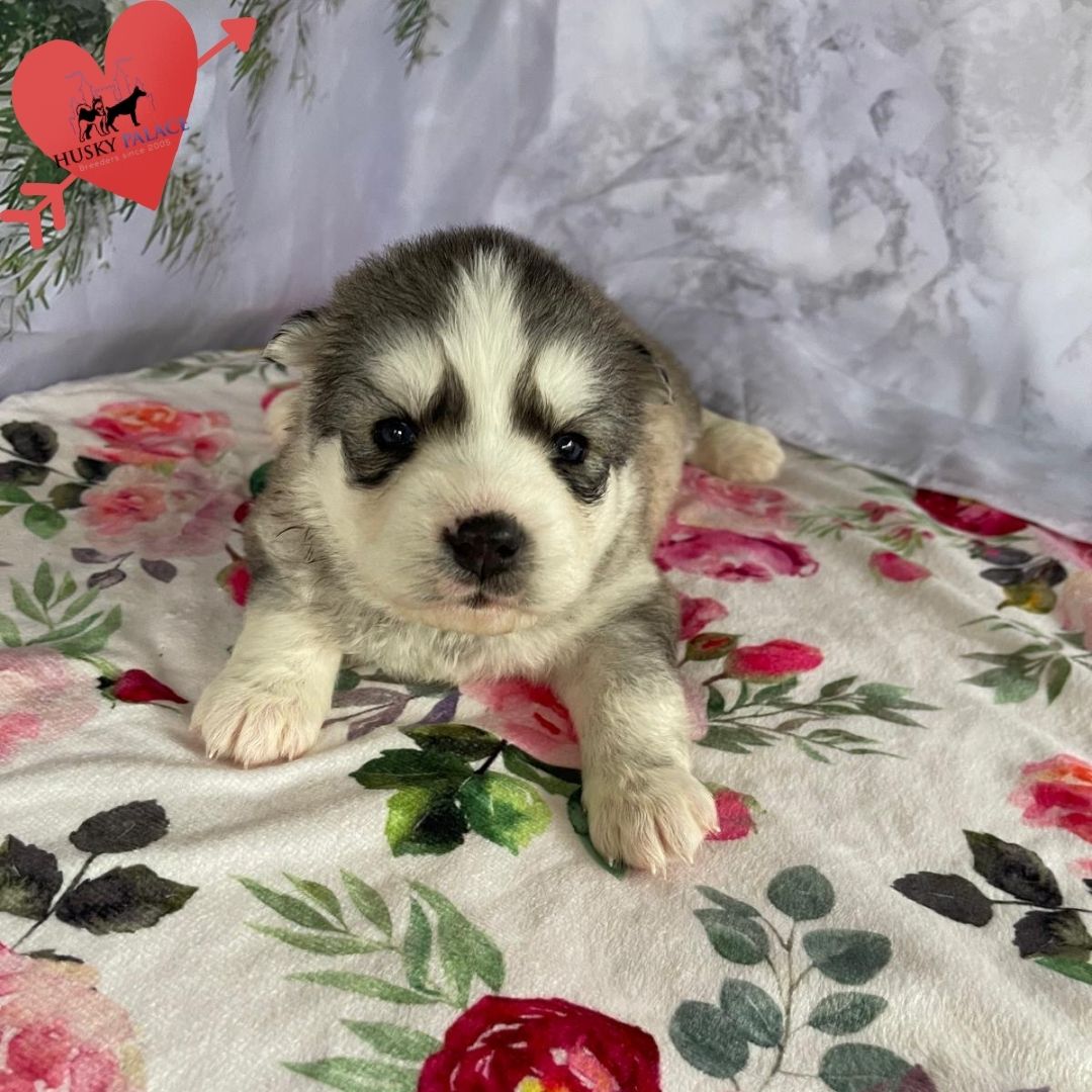 Siberian Husky Puppies In NC