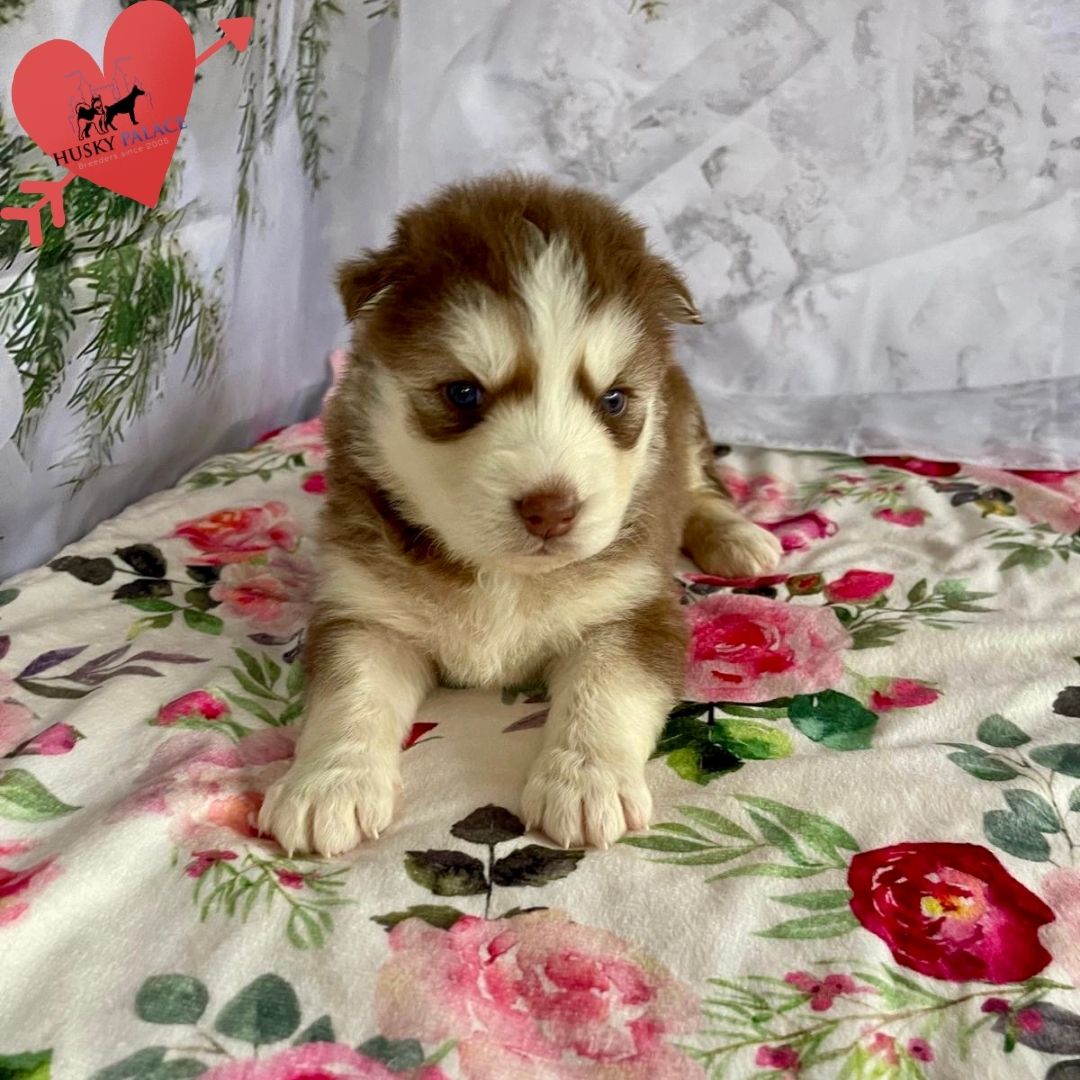 Siberian Husky Puppies In NC