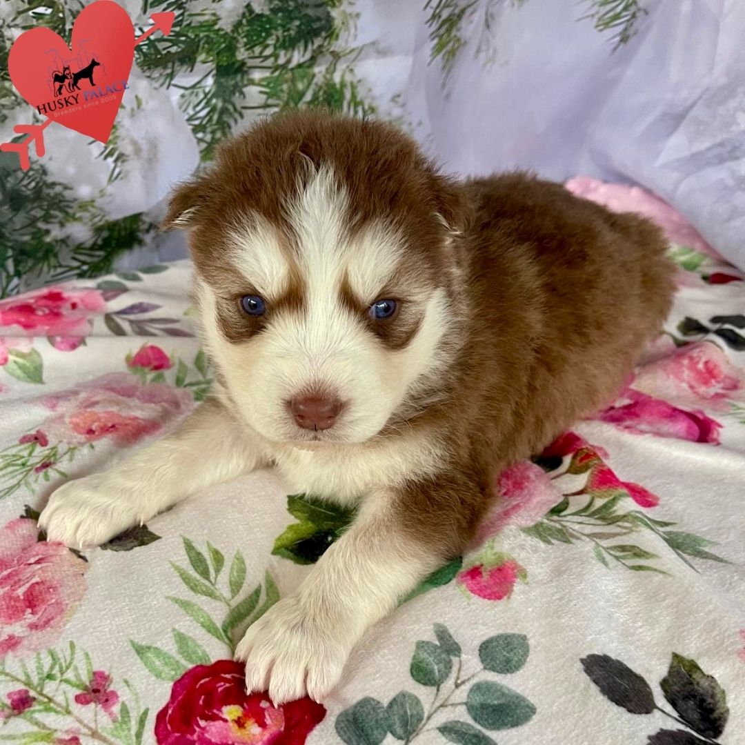 Siberian Husky Puppies In NC