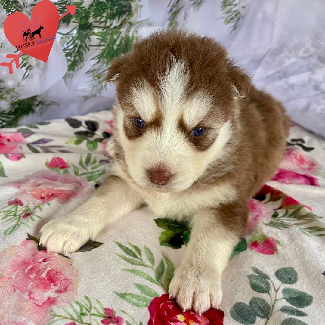 Siberian Husky Puppies In NC
