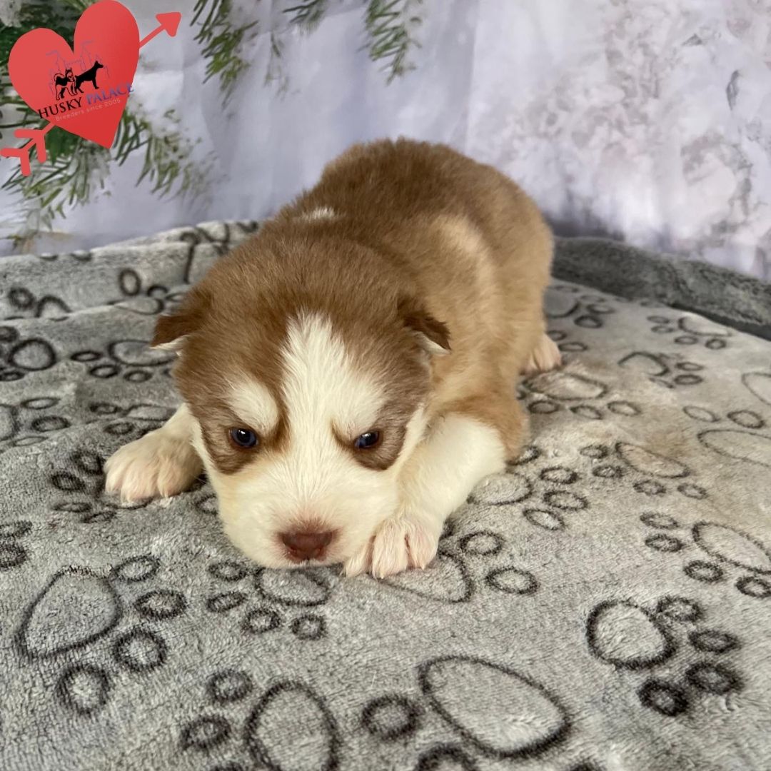 Siberian Husky Puppies In NC