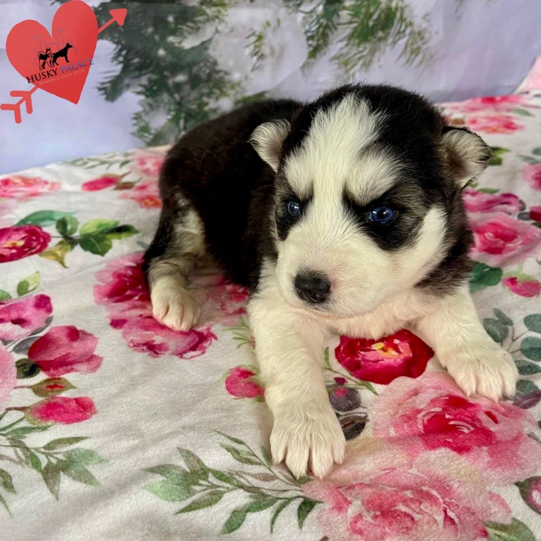 Siberian Husky Puppies In NC