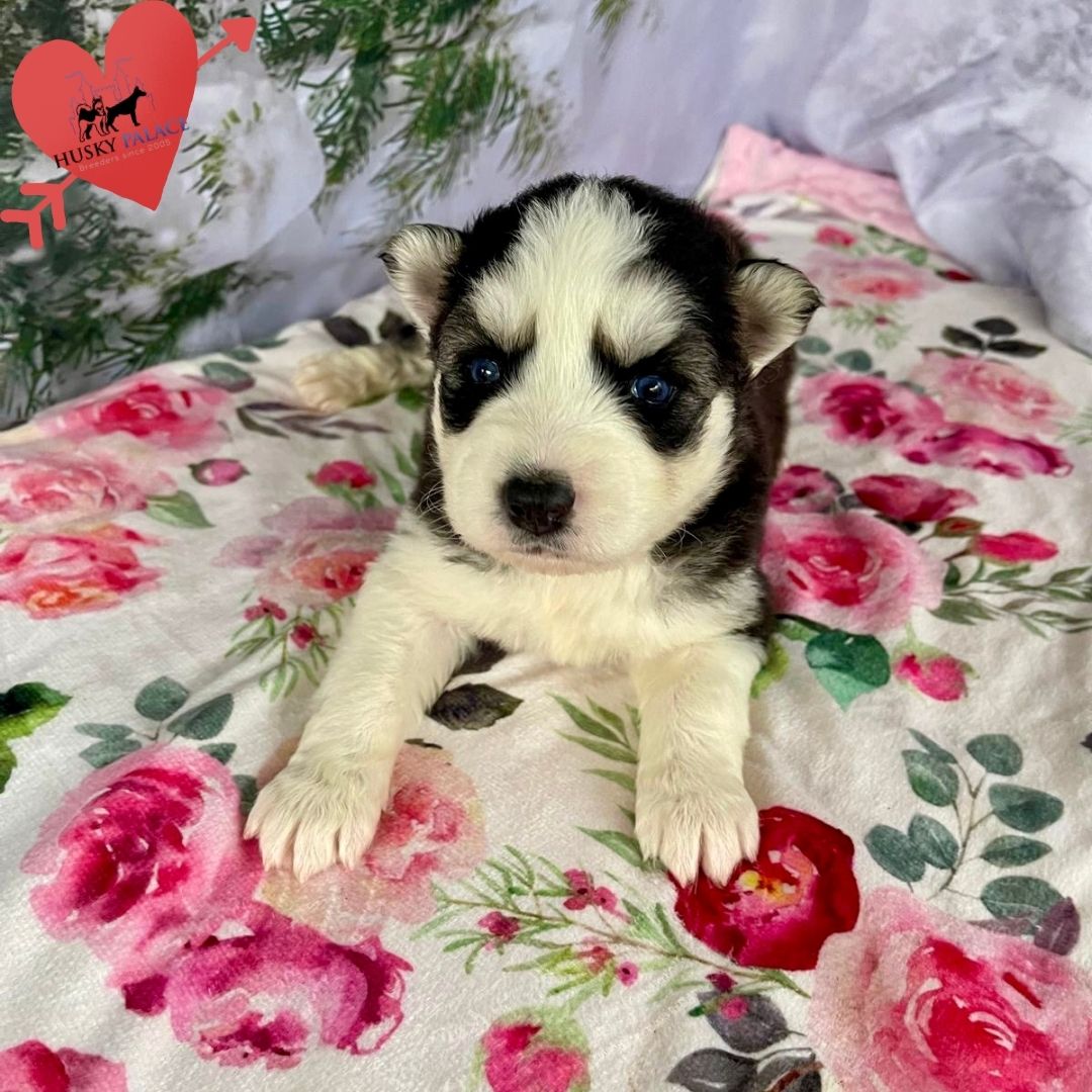 Siberian Husky Puppies In NC