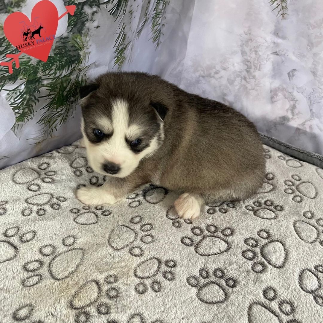 Siberian Husky Puppies In NC