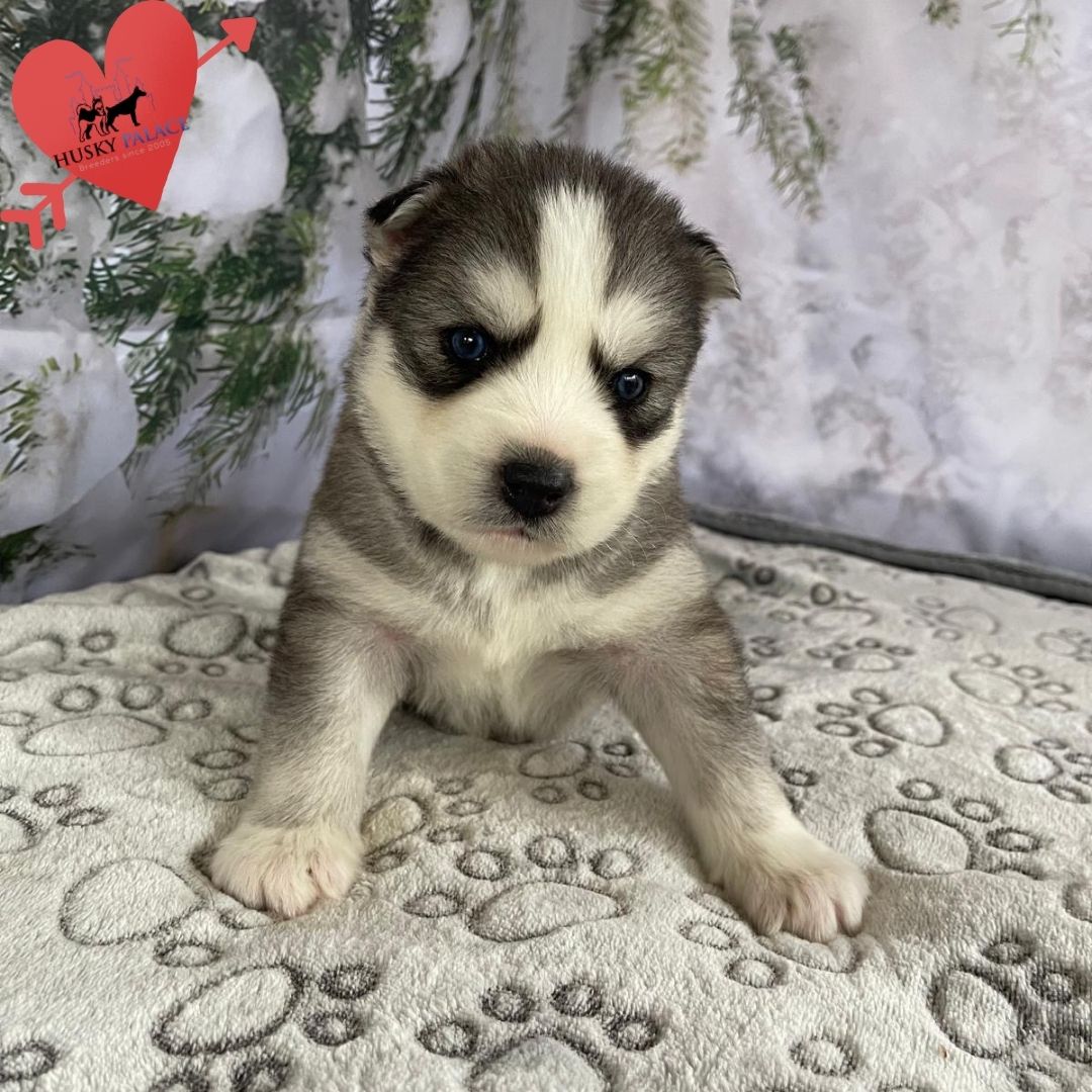 Siberian Husky Puppies In NC