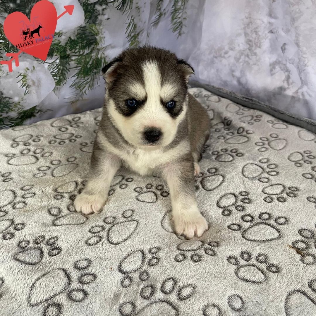 Siberian Husky Puppies In NC