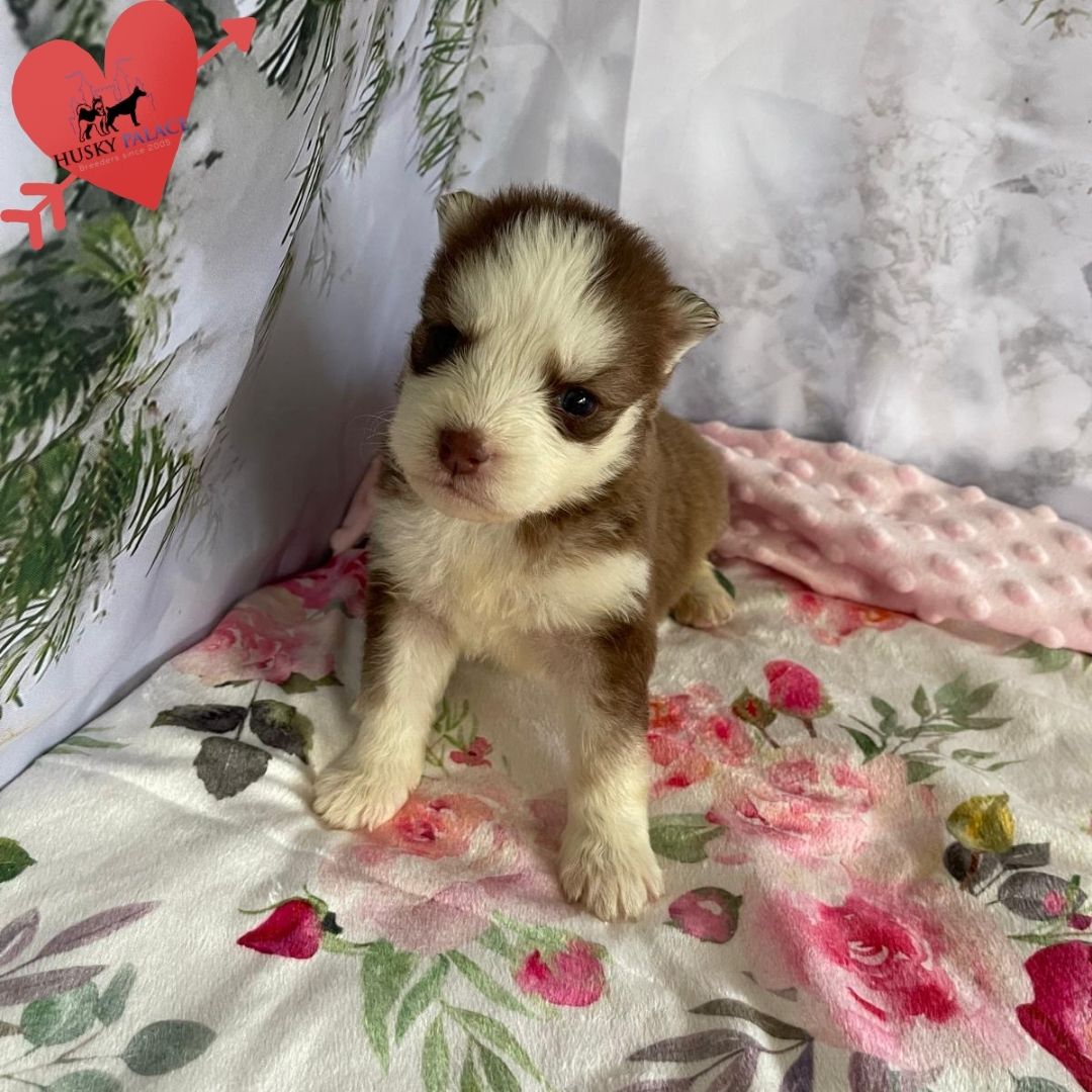 Siberian Husky Puppies In NC