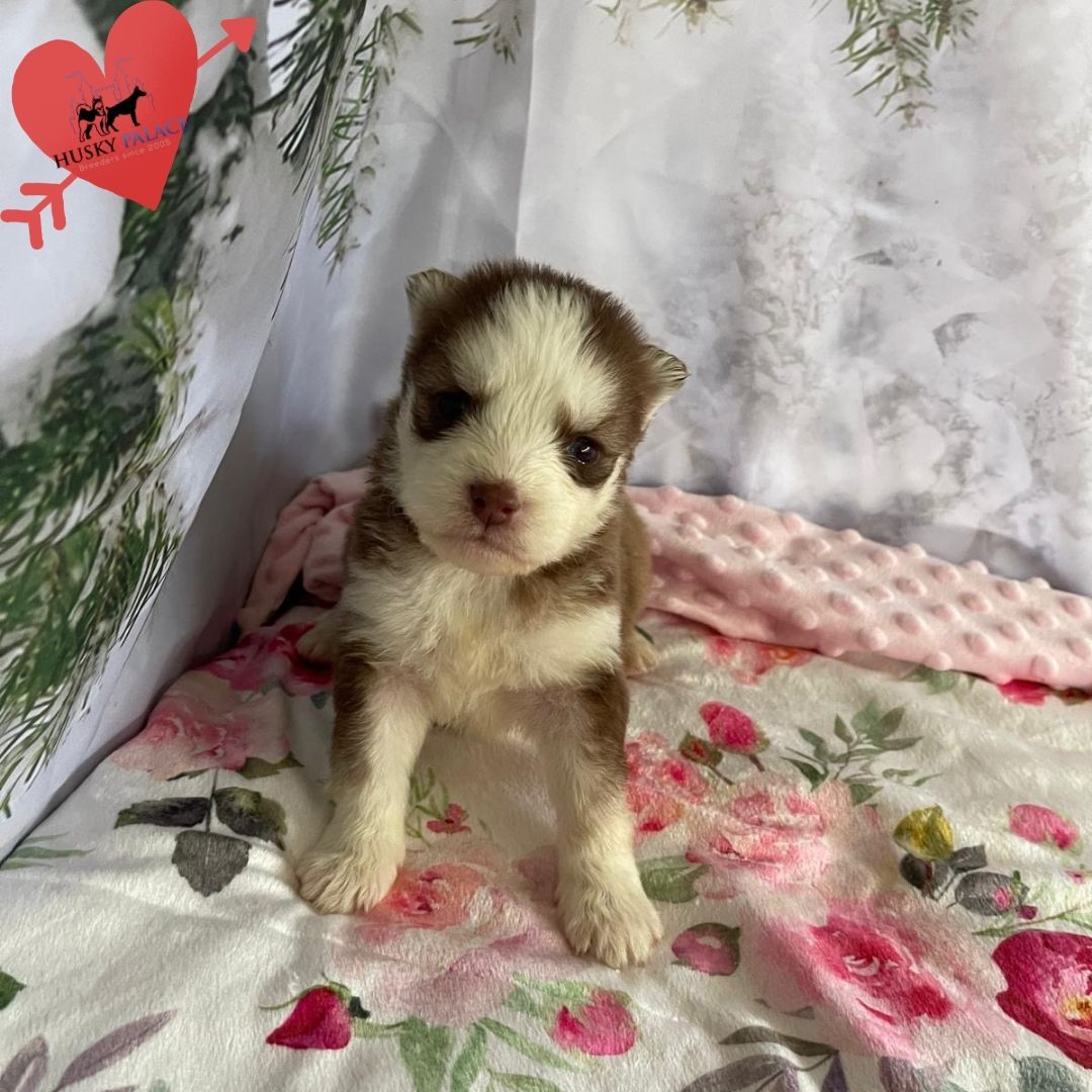 Siberian Husky Puppies In NC