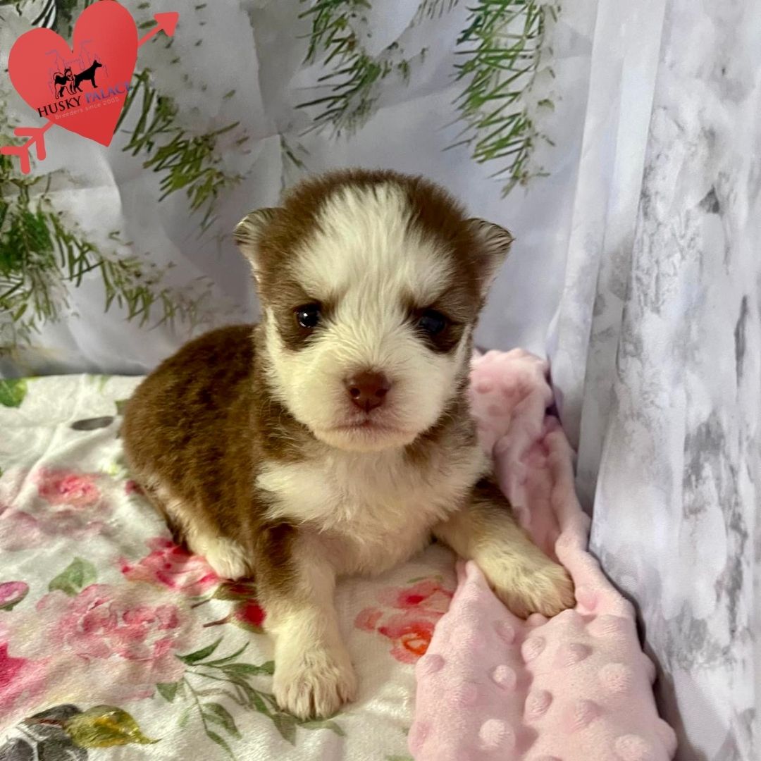 Siberian Husky Puppies In NC