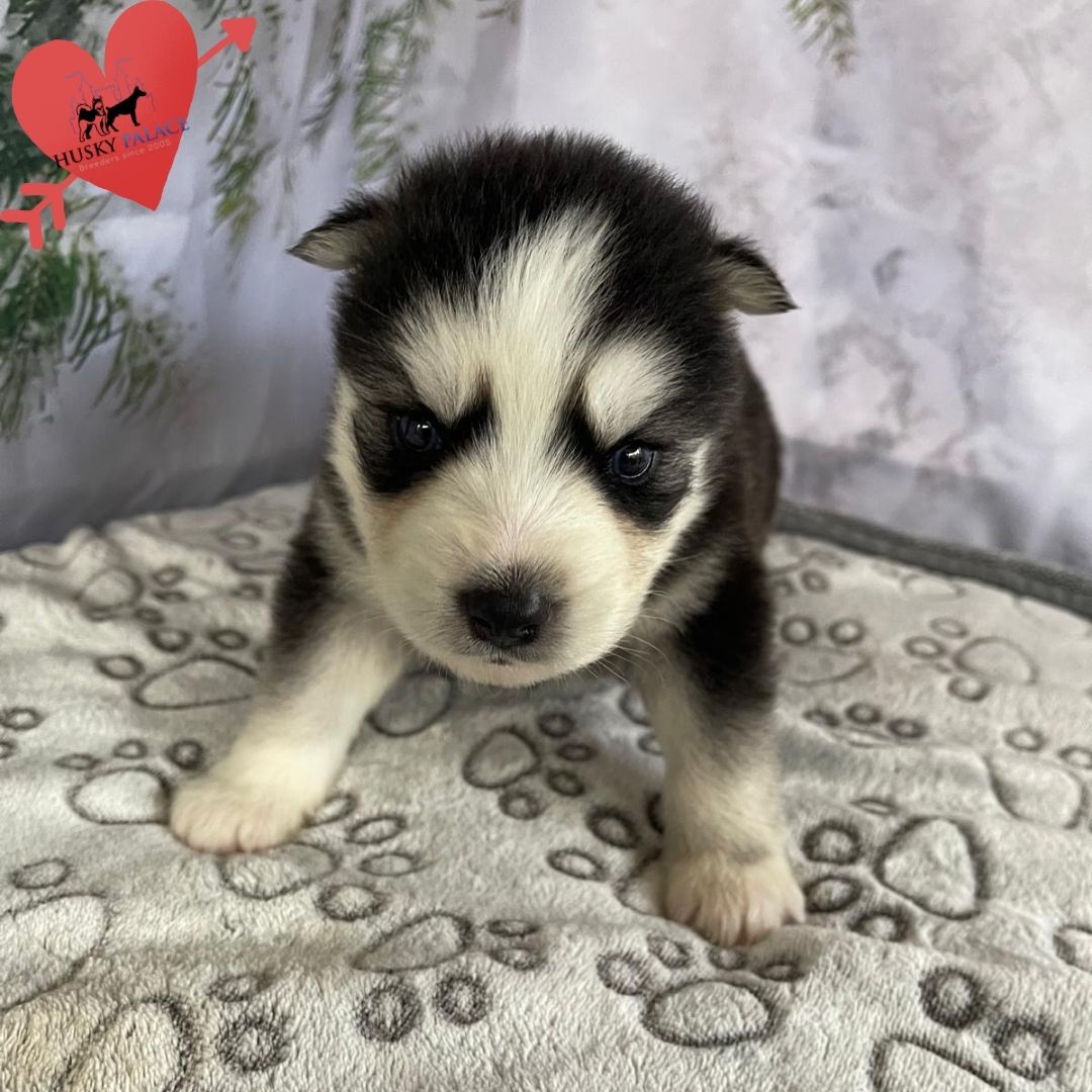 Siberian Husky Puppies In NC