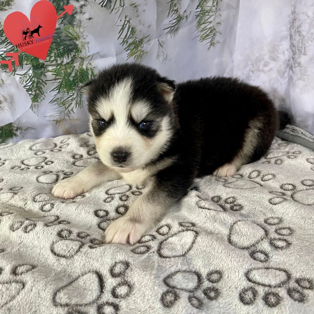 Siberian Husky Puppies In NC